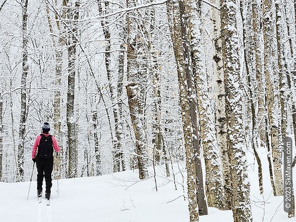 Nordic skier with backpack glides through snowy woods