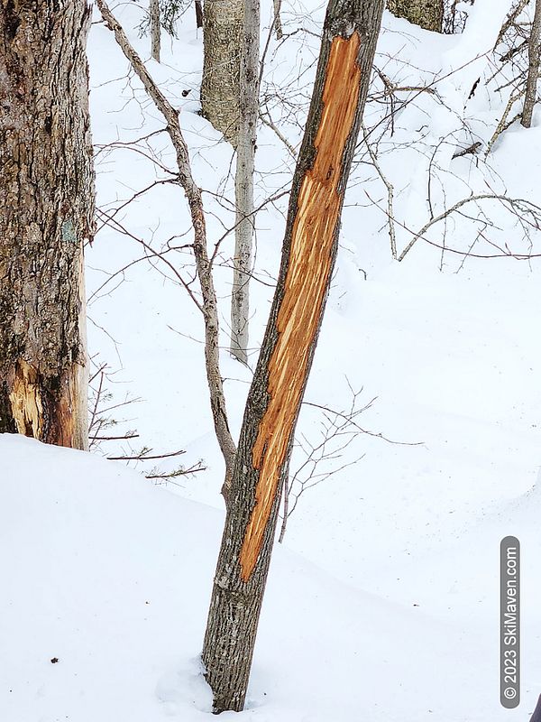 A striped maple tree that's been scraped up by a moose