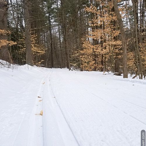 Classic ski tracks in the woods with beech and pine trees