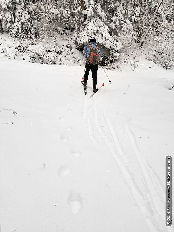 Photo of a skier standing next to the bear tracks