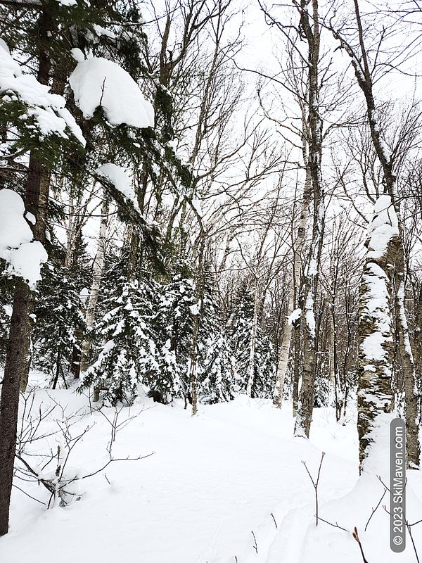 Snowy trees and some ski tracks