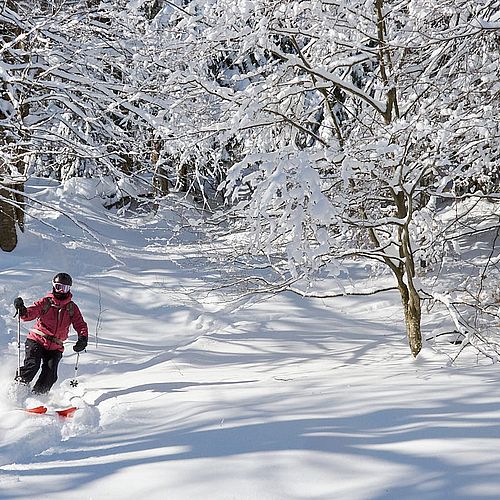 Photo of a skier in the snowy woods