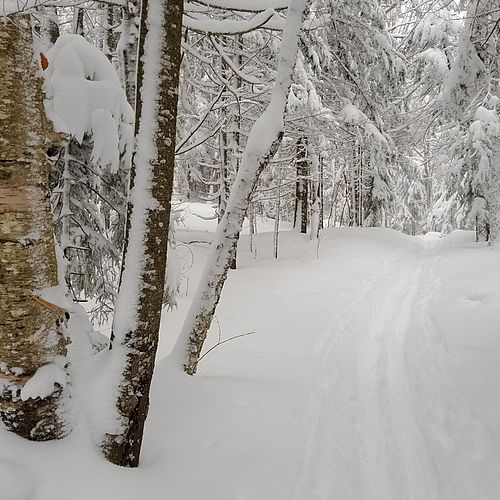 Ski tracks through fresh snow in the woods
