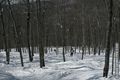 Powder skiing in glades at Bolton Valley ski area
