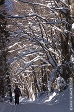 Photo of cross-country skiing in Vermont