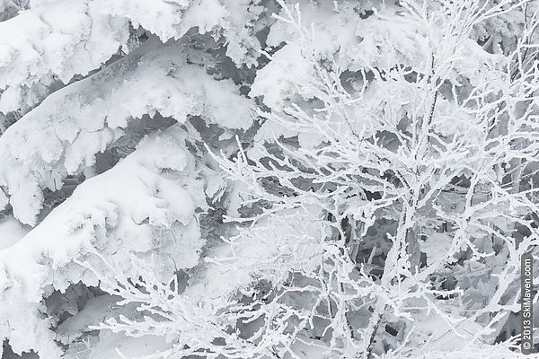 Snow-covered trees