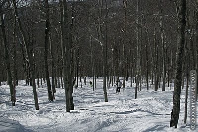 Powder skiing in glades at Bolton Valley ski area