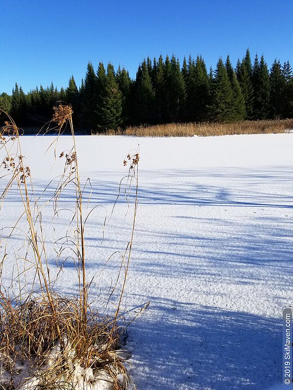 Photo of a frozen pond and evergreen trees