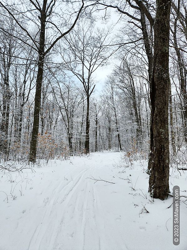 Snowy trees and ungroomed ski trail