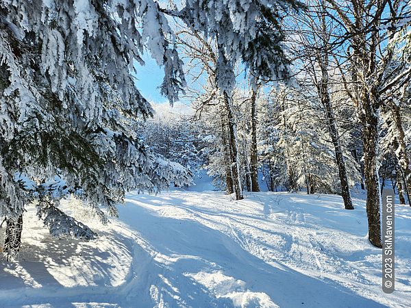 Morning sun in the snowy glades