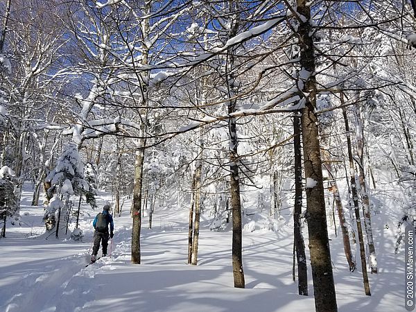 Photo of telemark skier in the skin track in snowy woods
