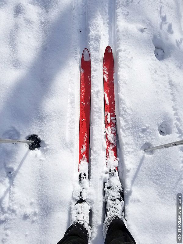 Photo of red skis in fluffy, white snow