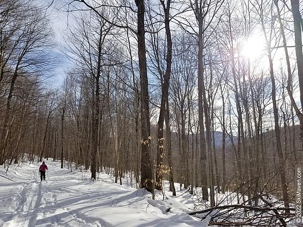 Skier descends a ski trail through the woods in the sunshine
