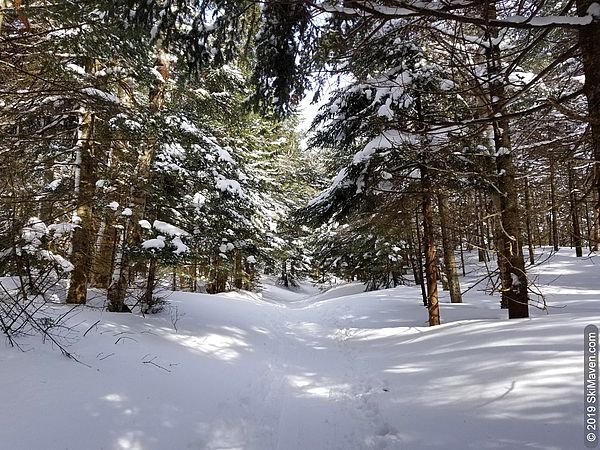 Backcountry ski trail with snow-covered trees