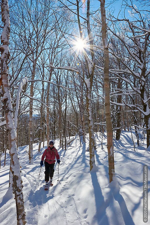 Photo of a skier making turns in snowy woods