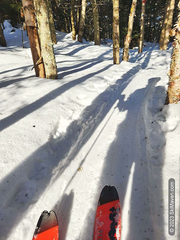 A skier casts a long shadow in the woods