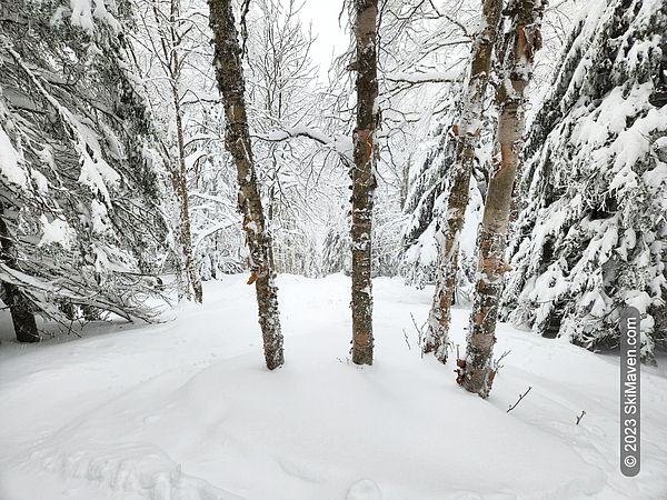 Birch trees and a glade full of snow