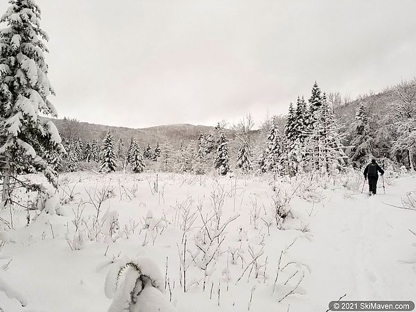 A skier moves through a snowy meadow