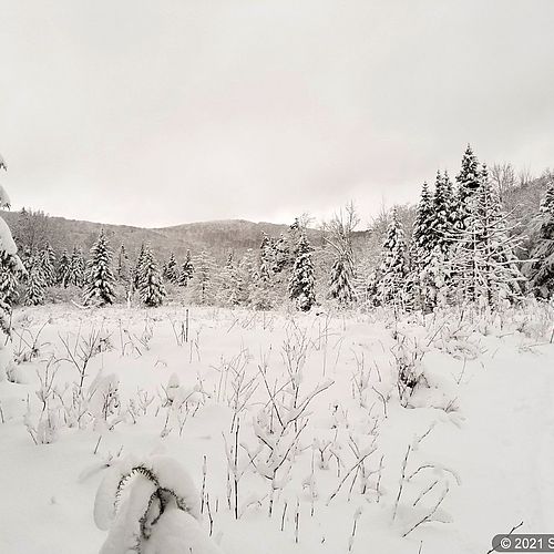 A skier moves through a snowy meadow