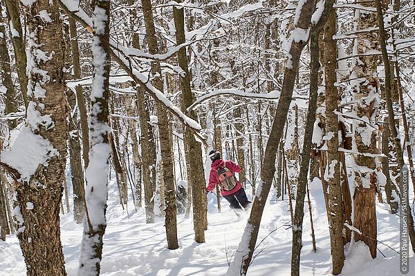 Photo of skier making a turn in the trees
