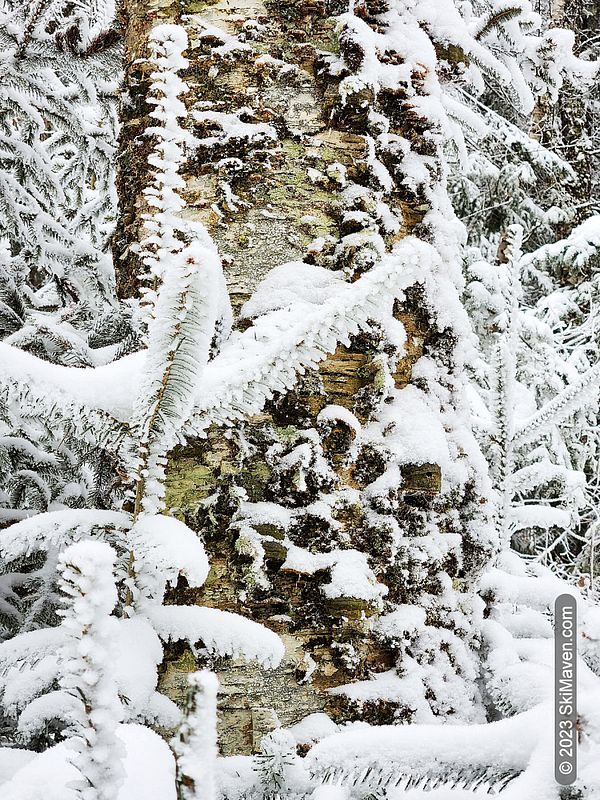Close-up of snow-covered evergreen needles and tree bark