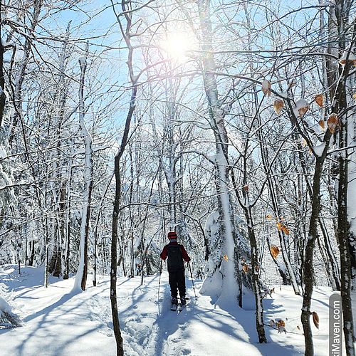 Skier moves through the snowy woods