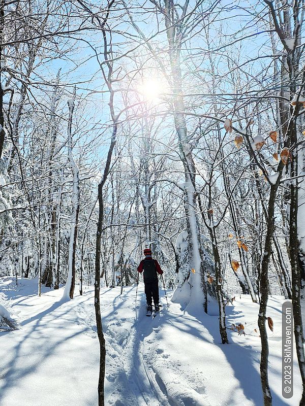 Skier moves through the snowy woods