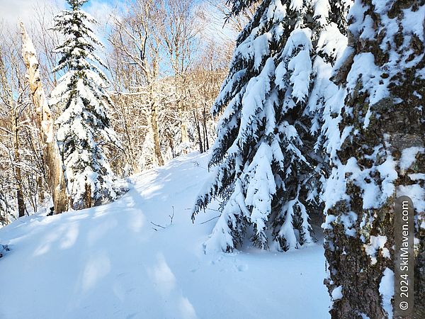 Fresh snow in the woods