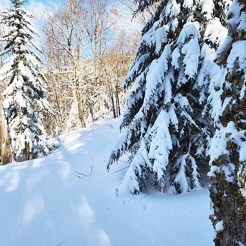 Fresh snow in the woods