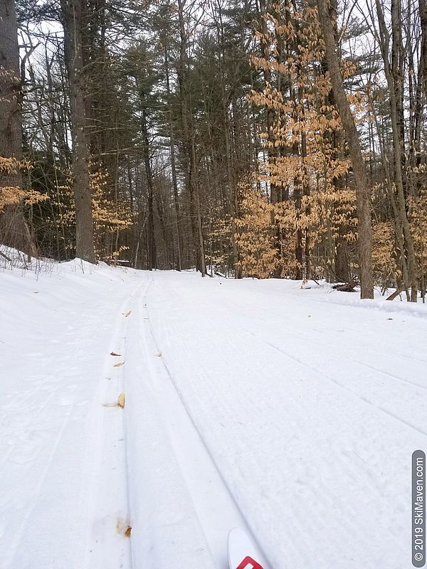 Classic ski tracks in the woods with beech and pine trees