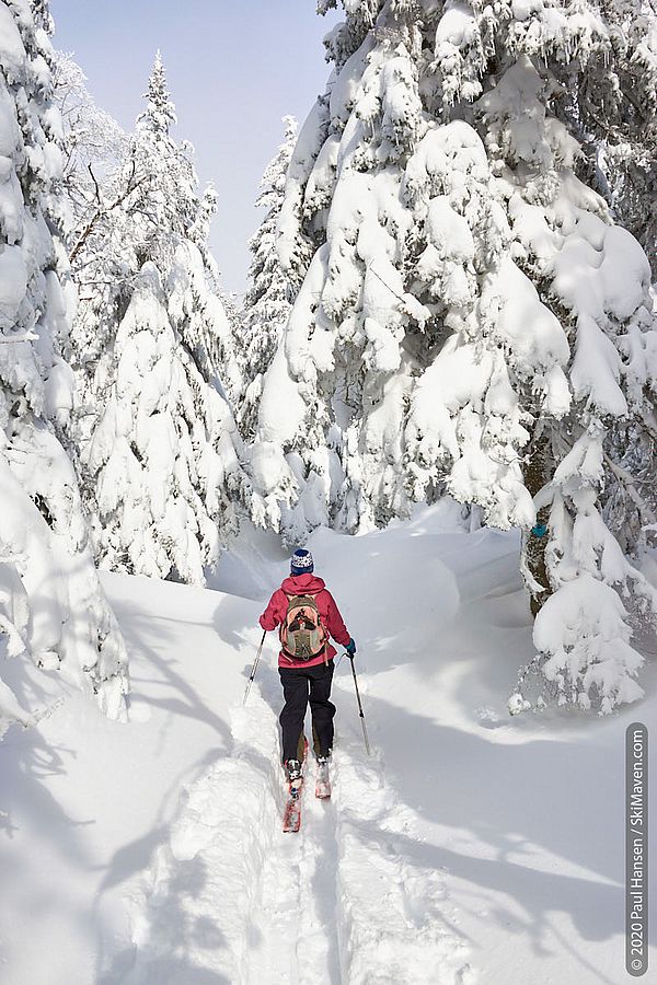 Photo of skier in the skin track with snow-covered trees