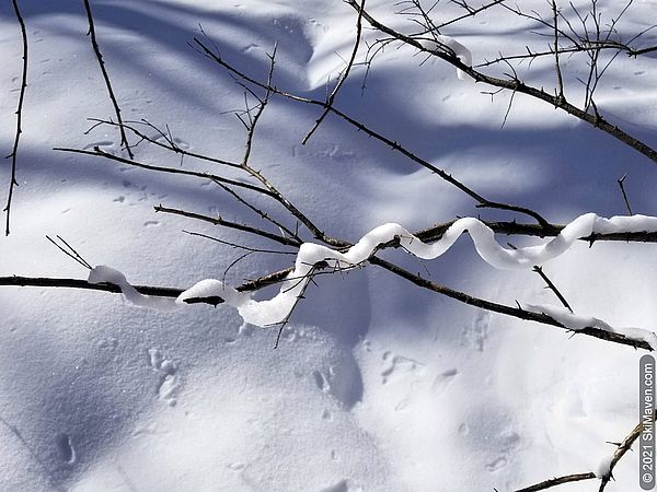 Photo of snow on a branch that is in the shape of a snake