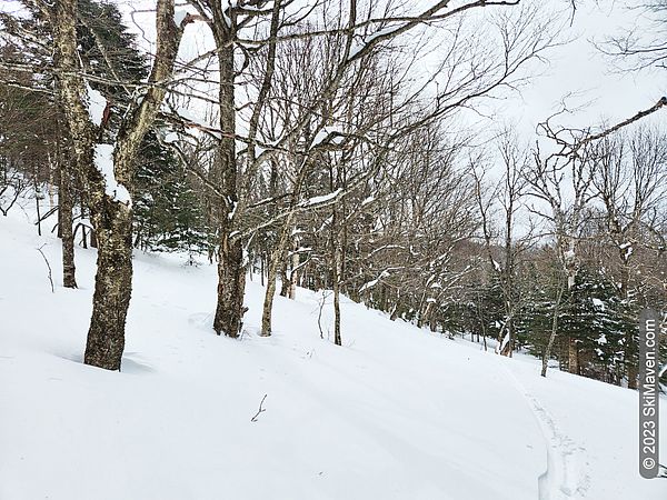 Single set of ski tracks through an opening in the woods