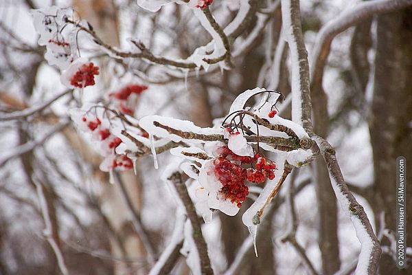 Photo of ice on red berries of a mountain ash tree