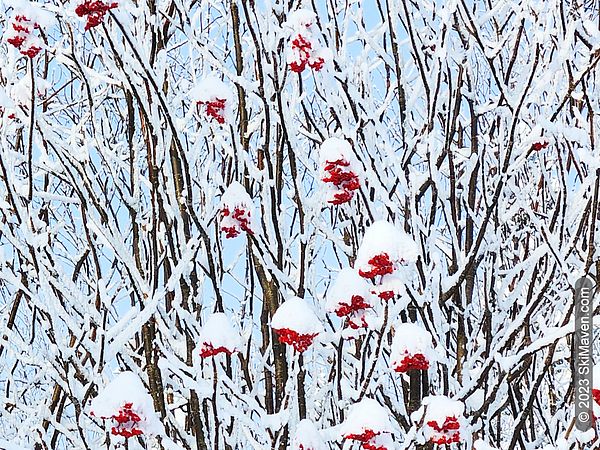 Branches with red berries are covered in some snow