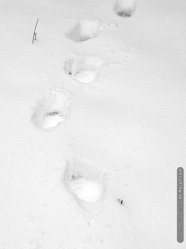 Photo of bear tracks in the snow