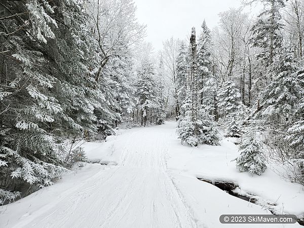 Snowy trees and a snowy ski trail