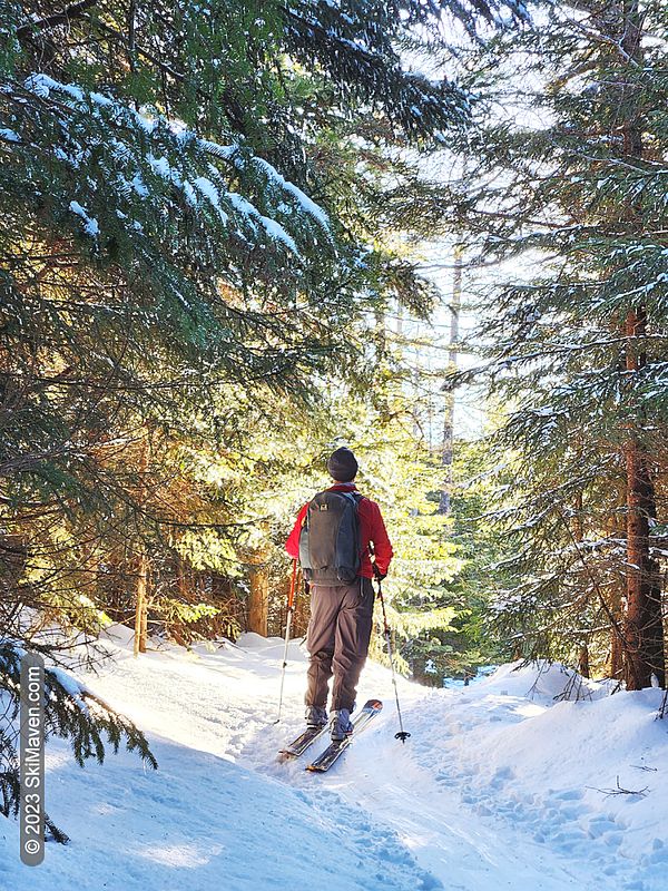 Skier is silhouetted in morning light in the woods