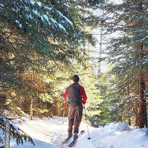 Skier is silhouetted in morning light in the woods