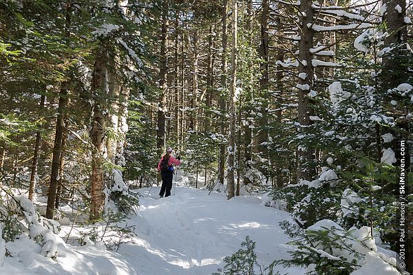 Skiing through the woods