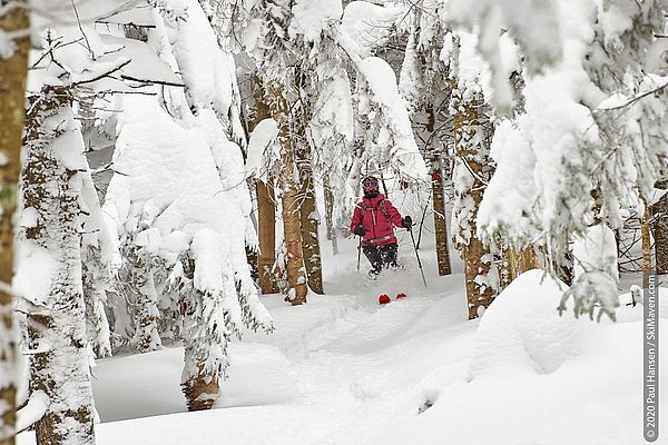 Photo of skier plowing through snow while skiing between some trees