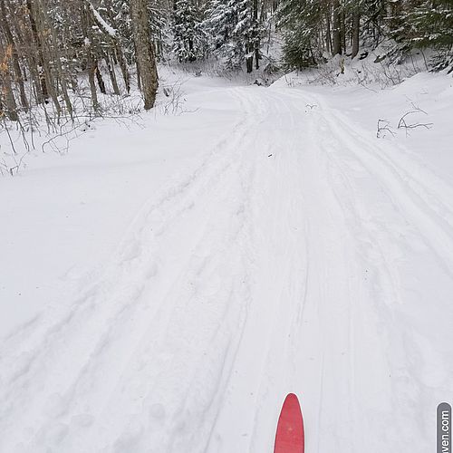 Photo of red skis on a snowy trail