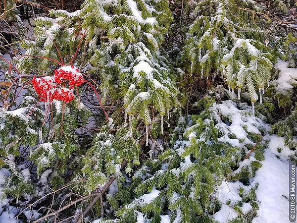 Frozen mountain ash berries and evergreens