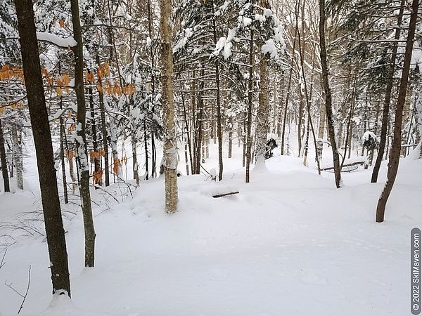 Snowy woods