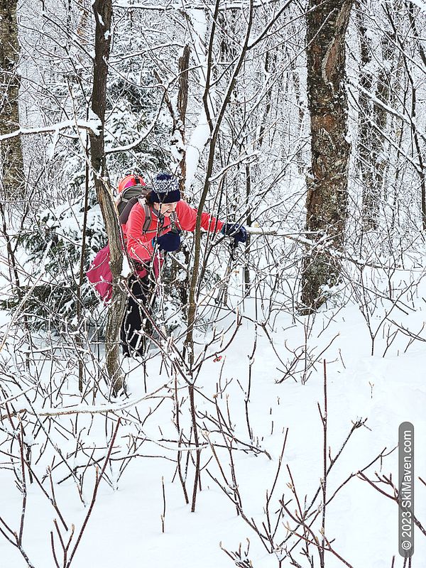 Skier tries to move through a bunch of hobblebush