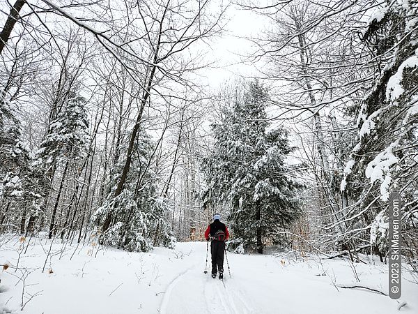 Nordic skier on a trail with snow-covered trees