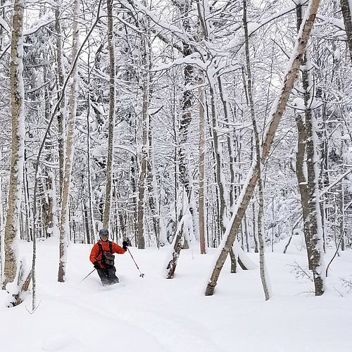 Photo of a skier making powder turns surrounded by hardwood trees