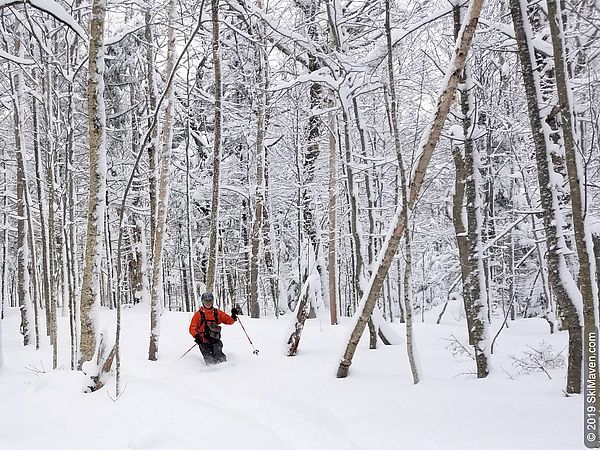 Photo of a skier making powder turns surrounded by hardwood trees