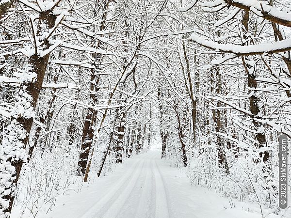 Many snow-covered pine trees along a Nordic ski trail