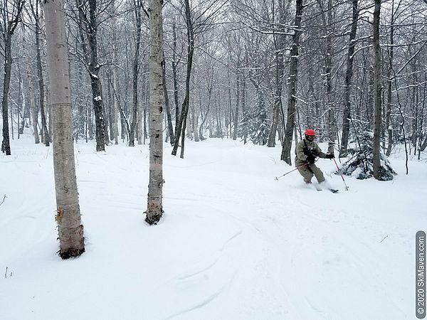 Photo of telemark skier in the glades